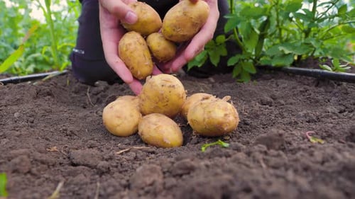 Freshly Harvested Potatoes Placed on Soil