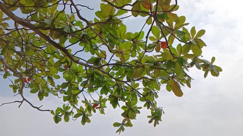 Green leaves on a beautiful tree in a park with a light breeze