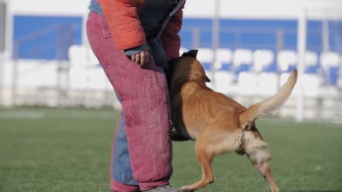 Dog Attacks a Trainer in a Hazmat Suit Practicing on the Field