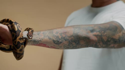 Python à boule se tortillant sur le bras tatoué d'un homme à l'intérieur