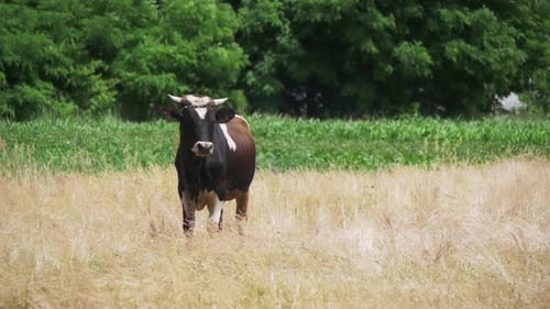 Cow Grazing in a Meadow Near the Village