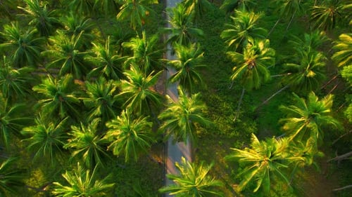 The road is surrounded by coconut plantations. drone