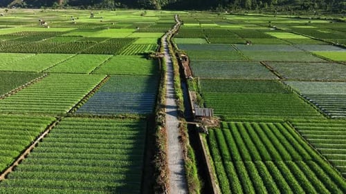 Aerial View of Vegetable Farmland in Sembalun, Lombok, Indonesia