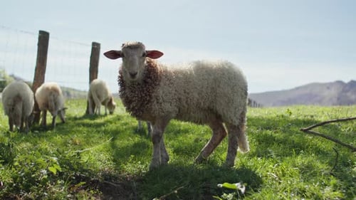 Sheep grazing in sunny pasture with mountainous backdrop and lush green grass