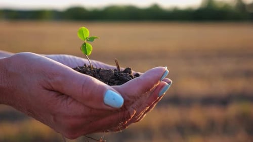 Female Hands of Farmer Holding Small Green Sprout at Meadow at Sunset Agronomist Getting Ready to