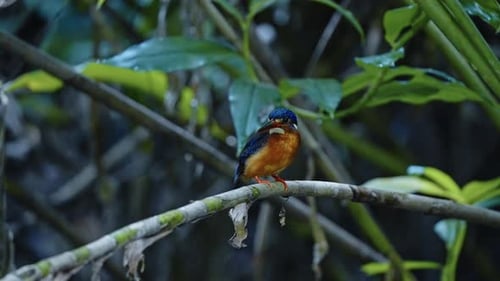 Male Blue-eared kingfisher Bird On A Small Branch. Close-up Shot