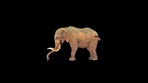 Wild Elephant Idle 3