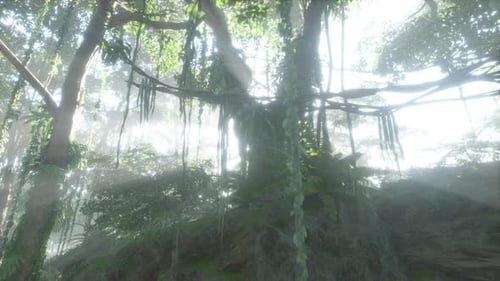 Nebliger Dschungel in den Bergen von Chiang Dao