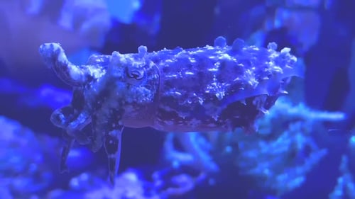 Dwarf cuttlefish blinking its eyes. Close up underwater footage.
