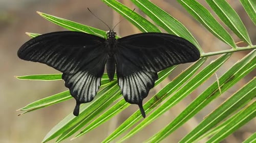 Exotischer Papilio Memnon-Schmetterling, Makro-Schwarz, flattert zarte Flügel, Dschungel