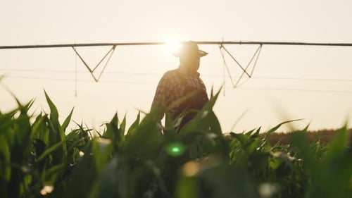 Summer Day in Farmland Farm Worker Strolling Along Irrigation System in Field Professional