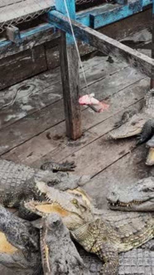 Gros plan vertical de crocodiles siamois entassés dans une attraction cambodgienne clôturée, en train d'observer