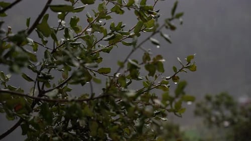 Regen in Zeitlupe, der auf Äste fällt