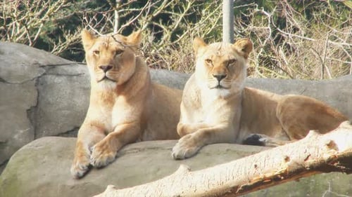 Jung und furchtlos: Die Abenteuer zweier junger Löwen in freier Wildbahn erleben 4K