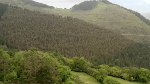 Aerial view toward Pine tree forest on hillside, Natural landscape