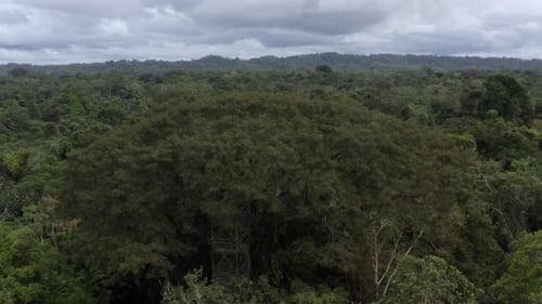 Sobrevolando la selva amazónica viendo la perspectiva de los turistas que se encuentran en la plataforma de observación