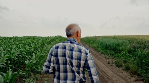 Rear view of senior farmer walking in corn field examining crop.
