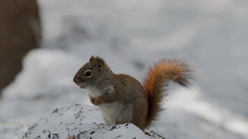 Red Squirrel On The Pile Of Snow During Winter In The Forest. - close up