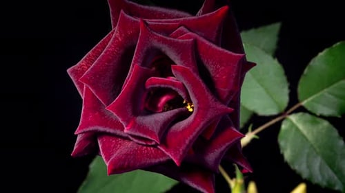 Red Rose Plant Blooming Flower in Time Lapse on a Green Leaves Background. Single One Flower