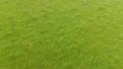 Aerial View of Green Grass Field