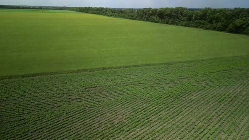 Green field aerial view in Ukraine