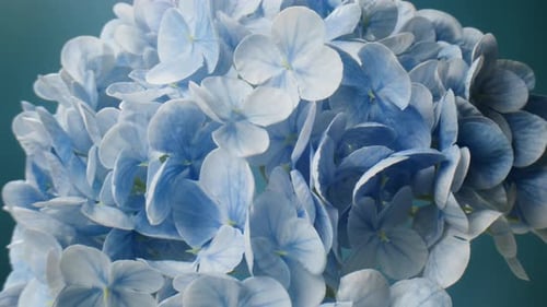 Close Up of a Blue and White Hydrangea