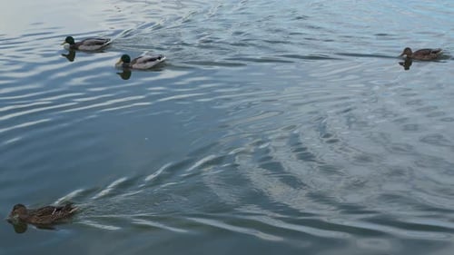 Duck and drake swim in the pond looking for food. Duck pond with water birds. Flock of ducks