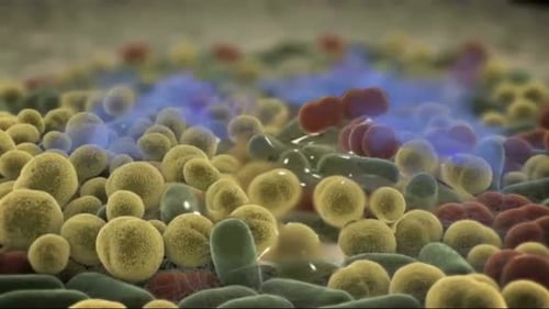 Microscopic view of bacteria and cells in motion