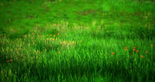 Lush Green Meadow with Wildflowers Blooming During Spring Afternoon