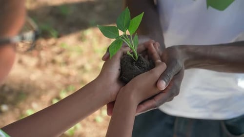 Ecology Saving Nature Young African Girl Volunteer Gives a Plant to a Man a Closeup on Her Hands a