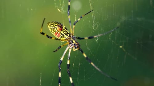 Joro Spider -Trichonephila Clavata or Nephila Clavata - hanging in the web in Japan, macro of the a
