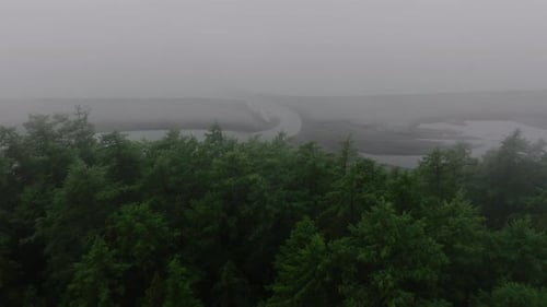 Green Pine Trees in the Fog on the Seashore