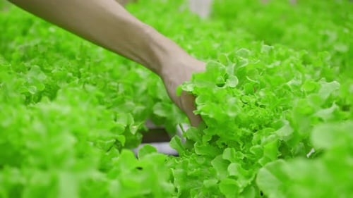Hand Holding Fresh Lettuce Heads in Hydroponic Farm