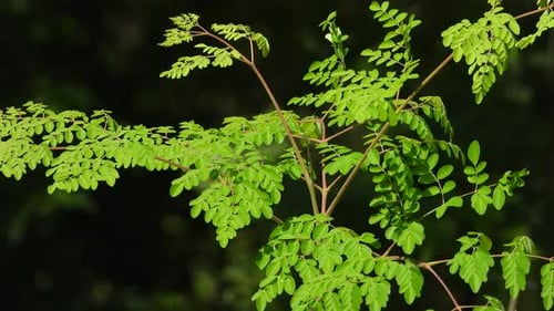 Beautiful green tree leaf's - wind .