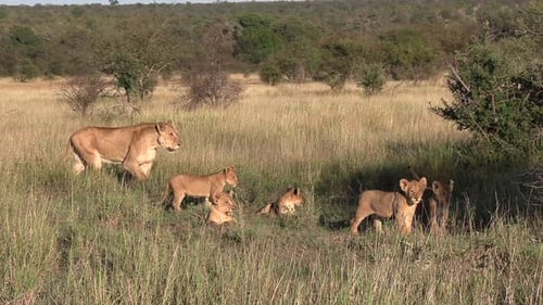 A lioness walking through the bushes with her cubs. Close up