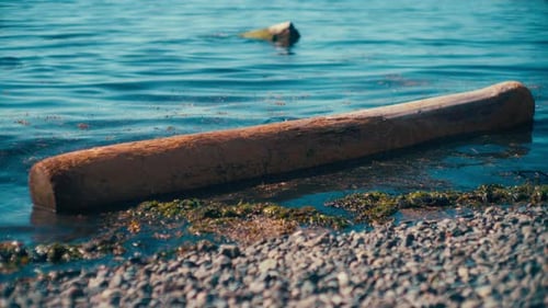 Driftwood log in the water near the sea shore