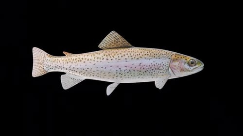 Realistic Rainbow Trout Fish Isolated On Black Background