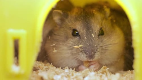 Close Up of a Hamster Eating in a House
