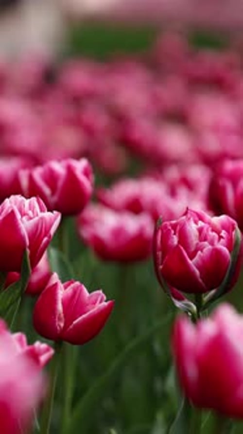 Beautiful Bright Colorful Spring Tulips Field of Tulips Tulip Flowers Blooming in the Garden Panning