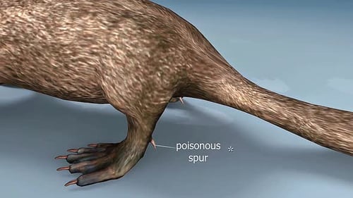 3D Animation of Platypus Anatomy: Poisonous Spur and Cloaca