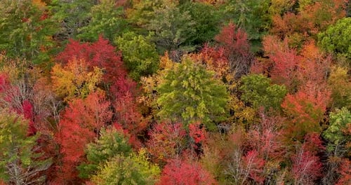 Bird's eye view of colorful red and orange autumn trees in a forest by a lake