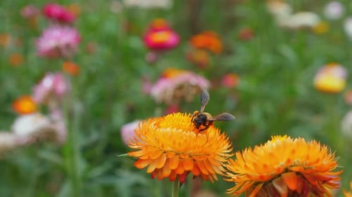 Closeup of Bee Collecting Nectar From Orange Flowers in Vibrant