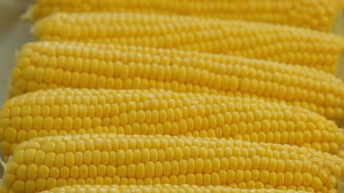 Close up of raw fresh sweet yellow corn
