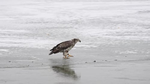 Juvenile Bald Eagle walking on ice of frozen lake