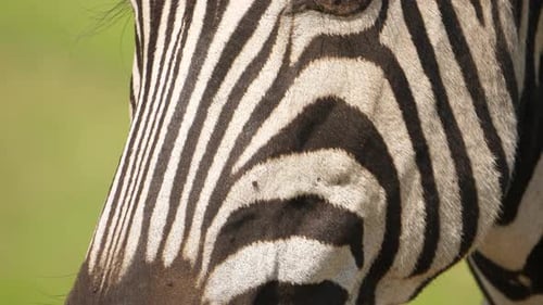 Closeup pan of entire zebra head from snout up to mane