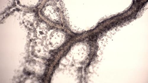 Röhrenäste des Schleimpilzes Physarum polycephalum zeigen zytoplasmatische Strömung.
