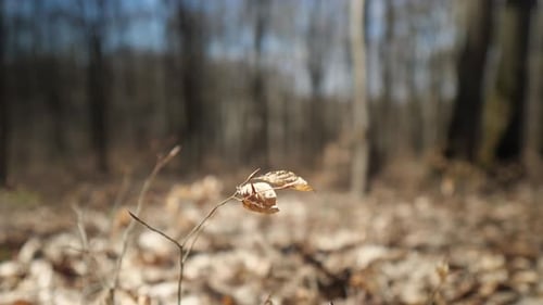 Blatt, das sich im Wald vor dem Wind bewegt