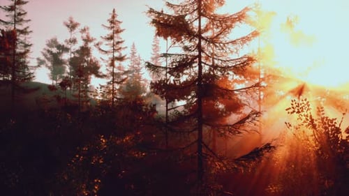 Sunlight Streaming Through the Trees in a Beautiful Forest