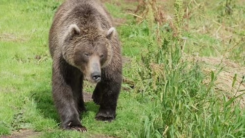 Brown bear walking on grass