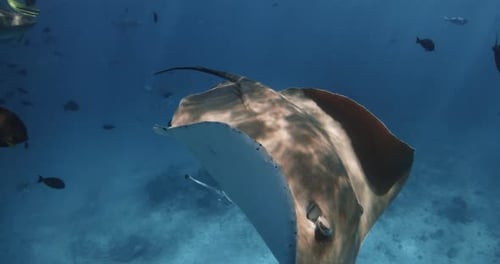 Stingray Swimming Underwater in French Polynesia or Maldives Sting Ray in Tropical Blue Sea